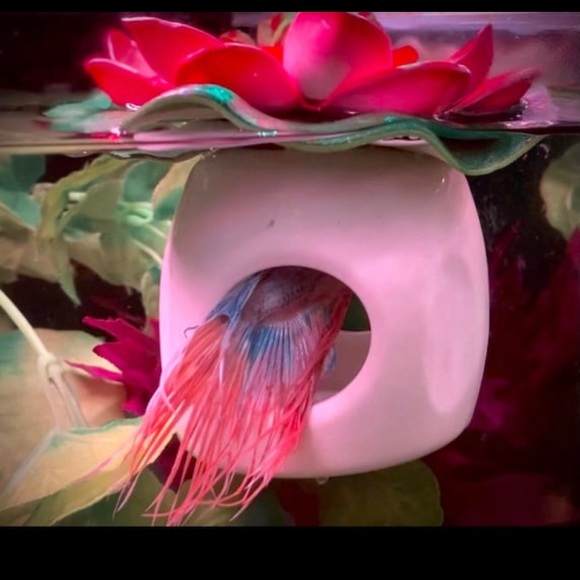 Betta Fish hideout - Picture 9 of 10